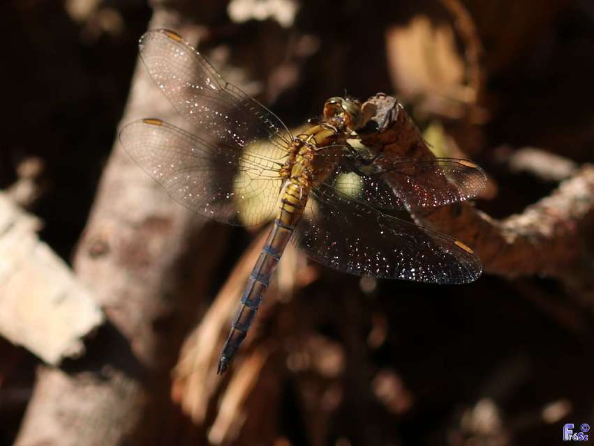 Orthetrum coerulescens - karcsú pásztorszitakötő