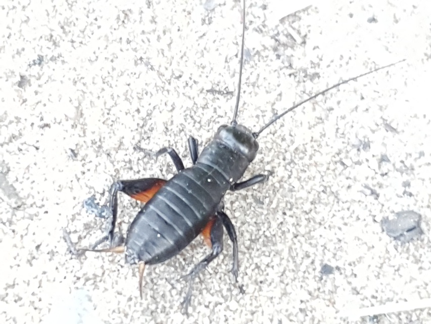 Gryllus campestris - mezei tücsök