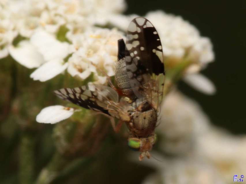 Tephritidae - fúrólégyfélék