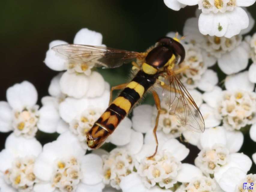 Sphaerophoria scripta - tarka darázslégy