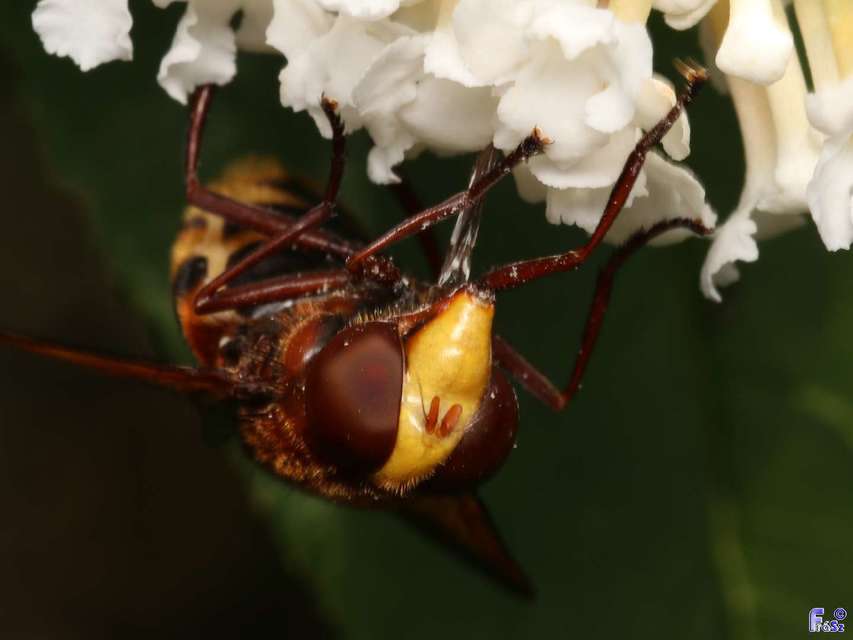 Volucella zonaria - kétöves pihelégy