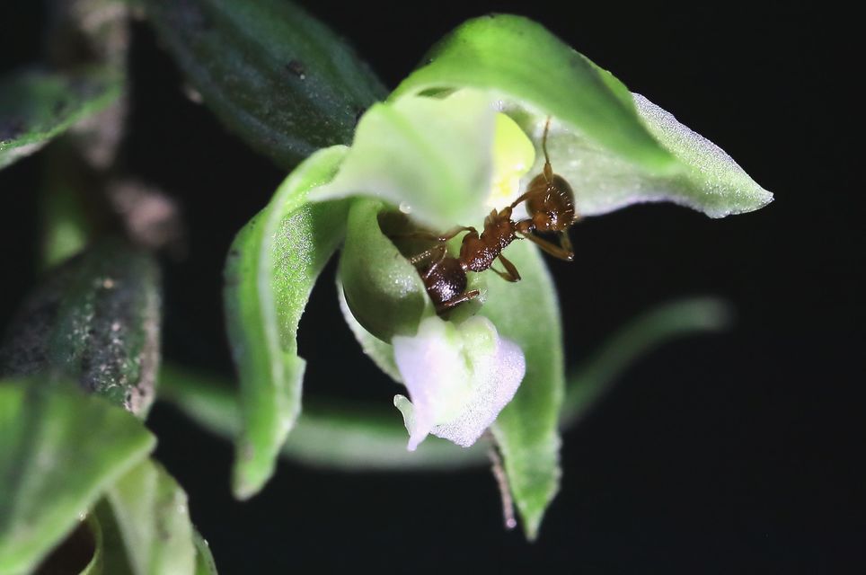 Myrmica
