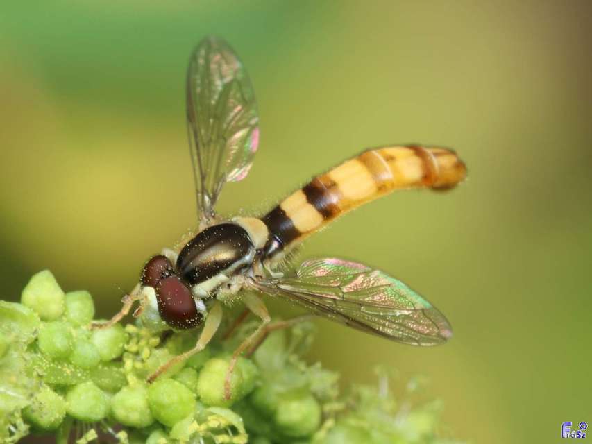 Sphaerophoria scripta - tarka darázslégy
