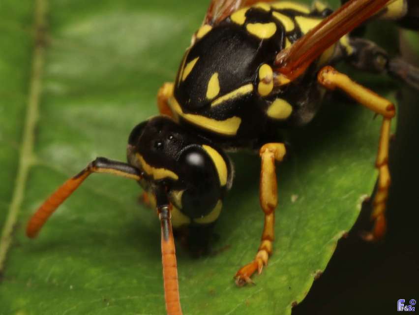Polistes dominulus - déli papírdarázs