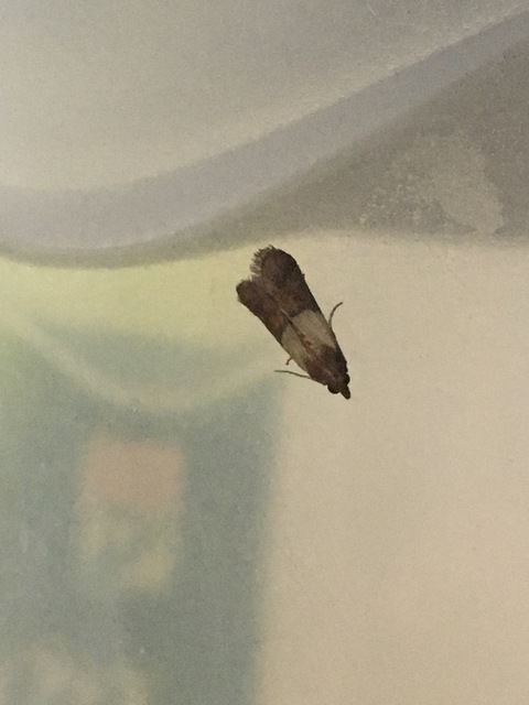Plodia interpunctella - aszalványmoly