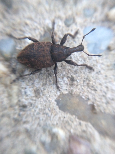 Lepyrus armatus - tompafogú fűzormányos