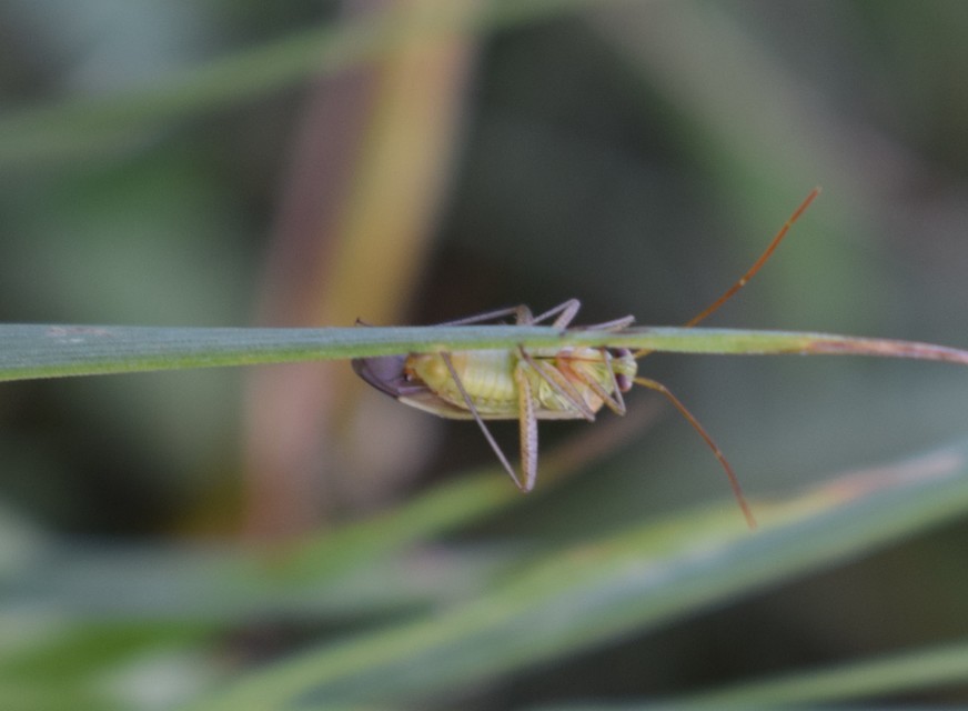 Adelphocoris lineolatus - lucernapoloska