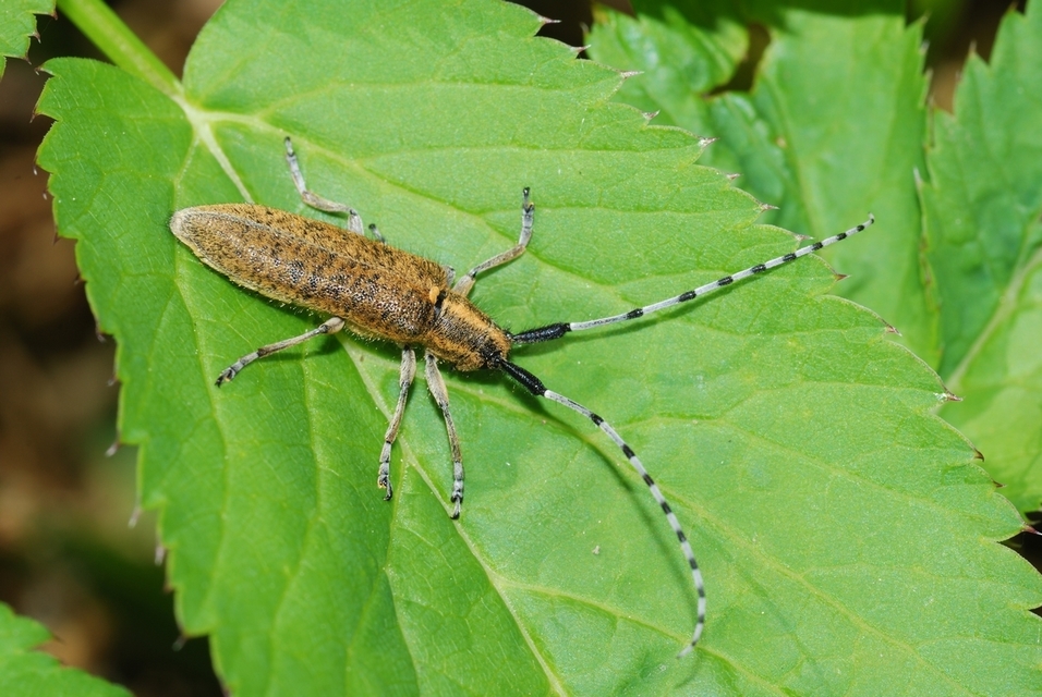 Agapanthia villosoviridescens - fehérgyűrűs bogáncscincér