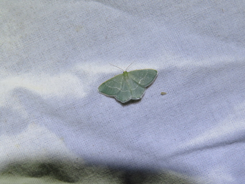Chlorissa cloraria - sárgászöld araszoló