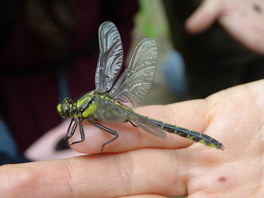 Gomphus vulgatissimus - feketelábú folyami-szitakötő