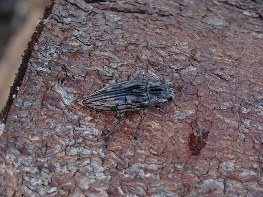 Chalcophora mariana - nagy fenyvesdíszbogár