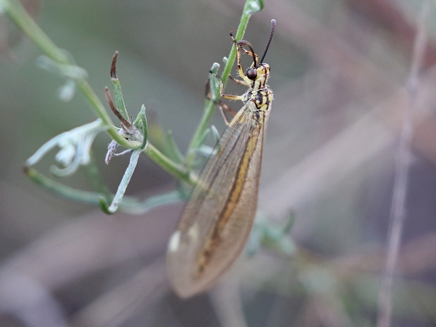 Myrmecaelurus trigrammus - hangyafarkas