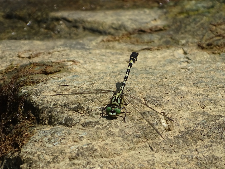 Onychogomphus forcipatus - gyűrűs folyami-szitakötő