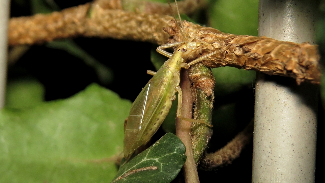 Oecanthus pellucens - pirregőtücsök