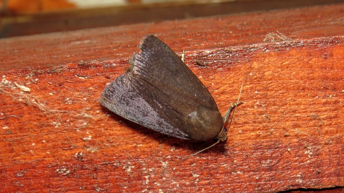 Amphipyra livida - zsírfényű bagoly