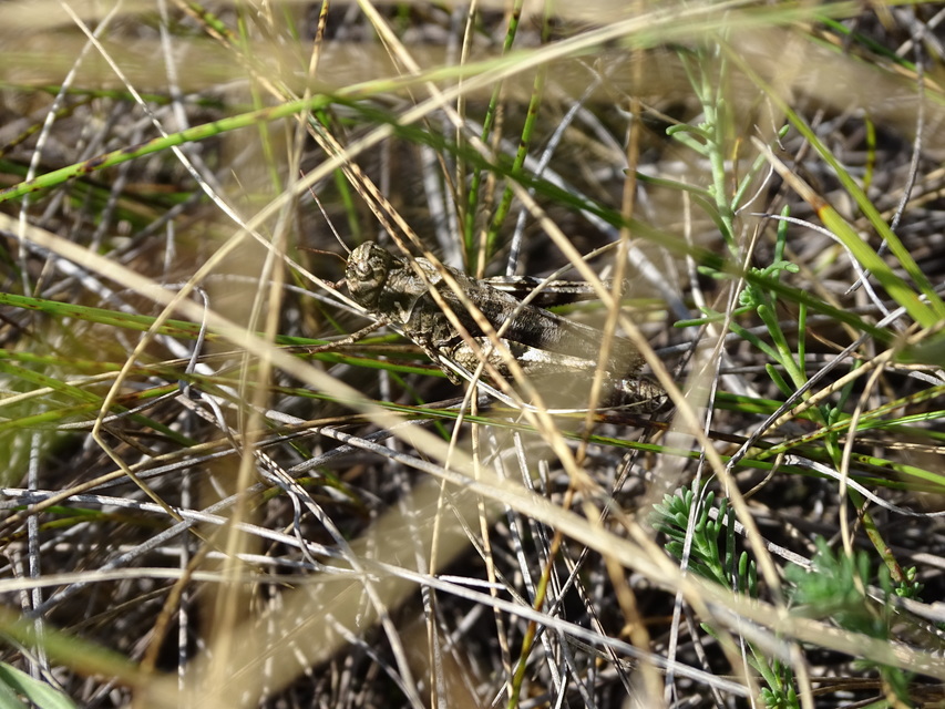 Celes variabilis - szerecsensáska