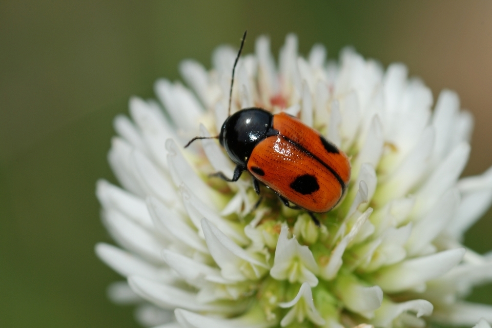 Cryptocephalus bipunctatus - kétpettyes zömökbogár