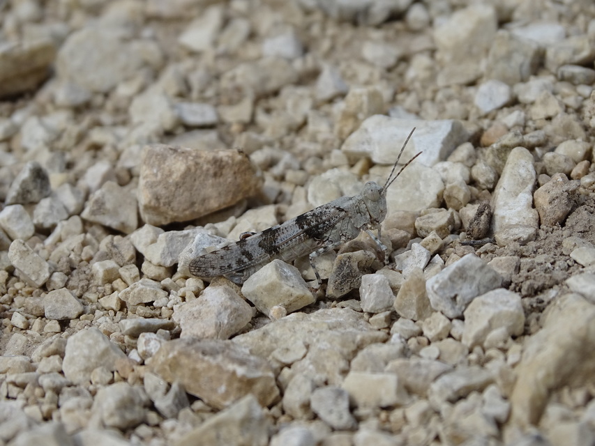 Oedipoda caerulescens - kékszárnyú sáska