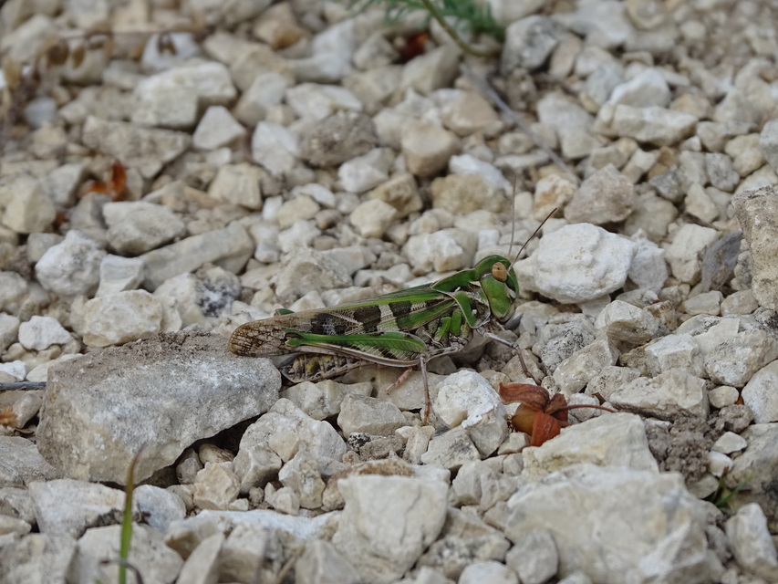Oedaleus decorus - szalagos sáska