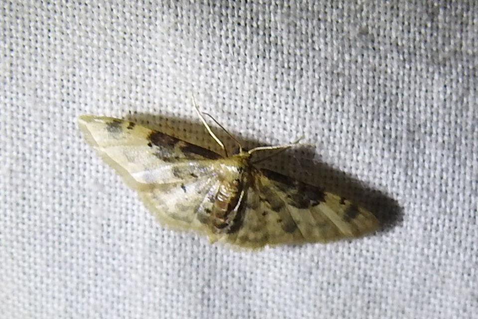 Idaea filicata - sötéttövű apróaraszoló