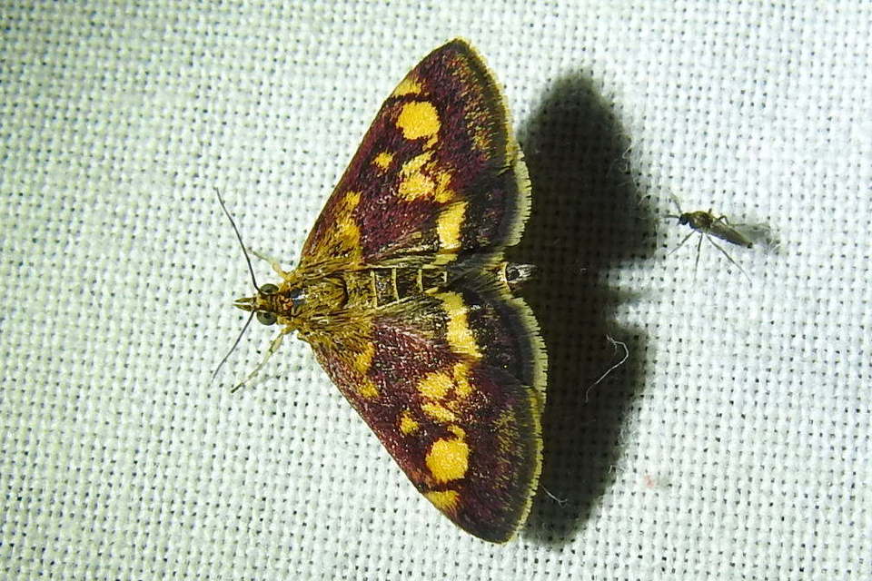 Pyrausta aurata - aranyló bíbormoly