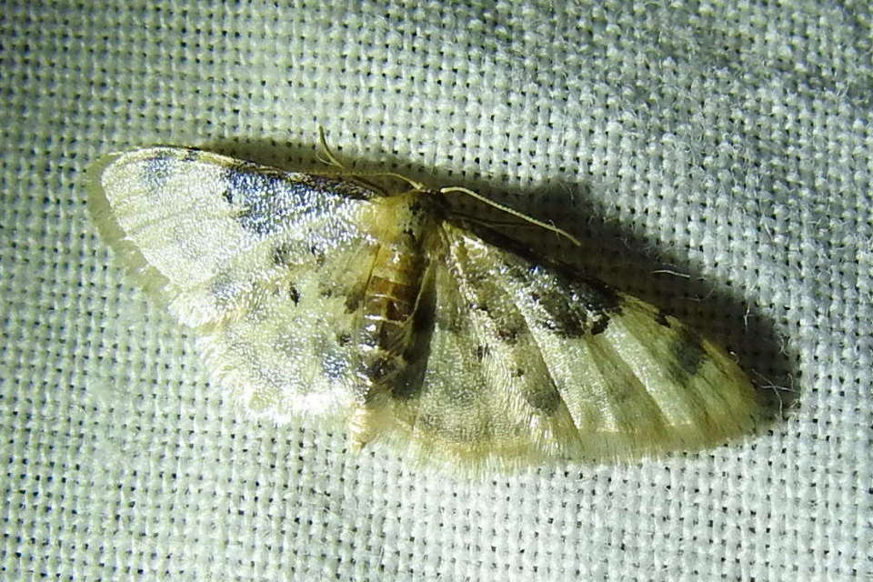 Idaea filicata - sötéttövű apróaraszoló