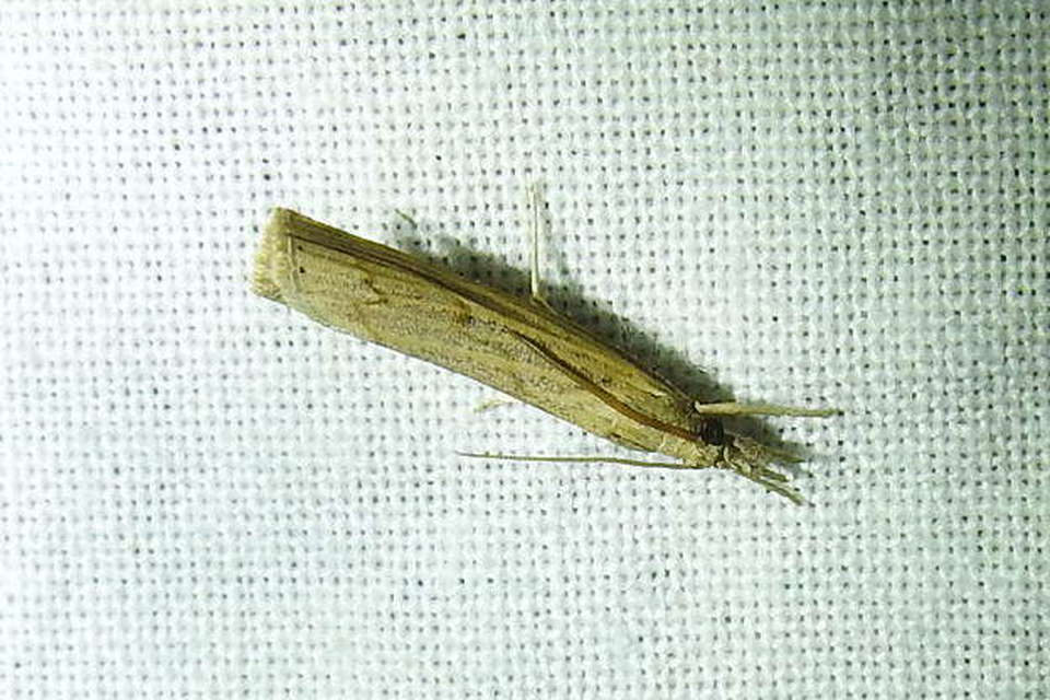Pediasia contaminella - mocskos fűgyökérmoly