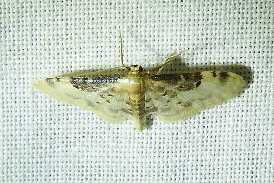 Idaea filicata - sötéttövű apróaraszoló