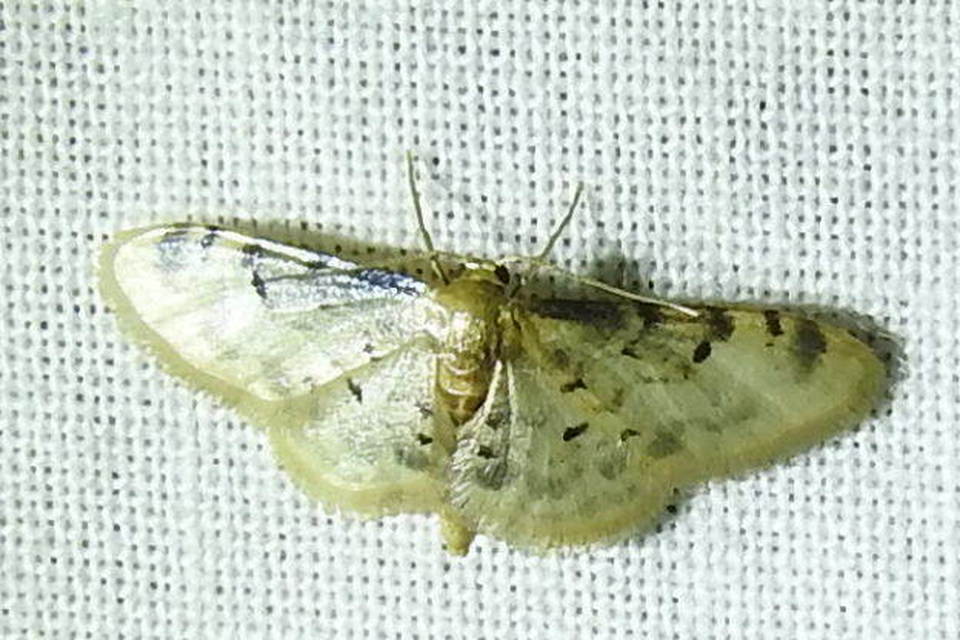 Idaea filicata - sötéttövű apróaraszoló