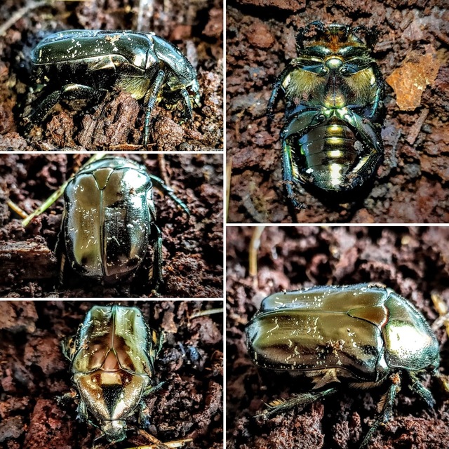 Protaetia marmorata - márványos virágbogár