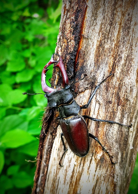 Lucanus cervus - nagy szarvasbogár