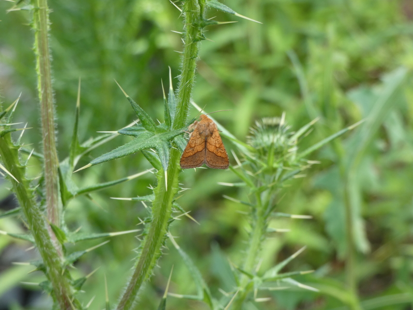 Pyrrhia umbra - iglicebagoly