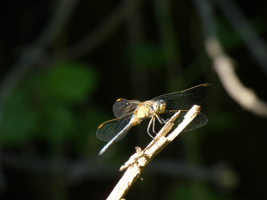 Orthetrum coerulescens - karcsú pásztorszitakötő