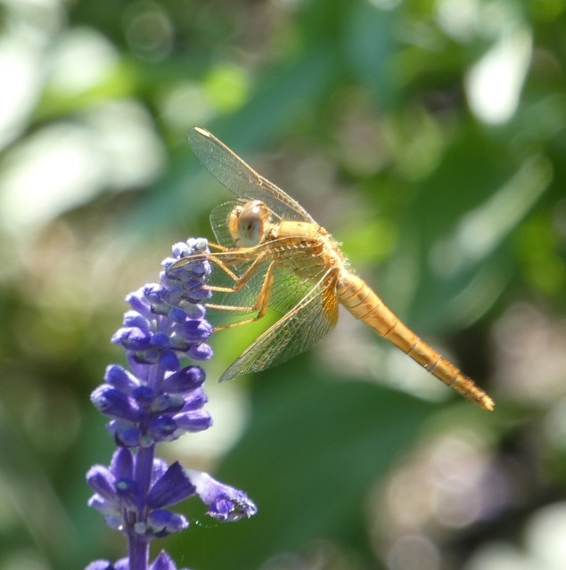 Crocothemis erythraea - skarlát szitakötő
