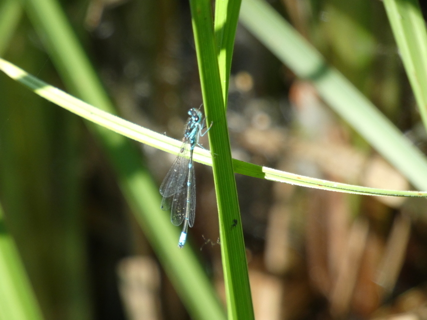 Coenagrion pulchellum - karcsú légivadász