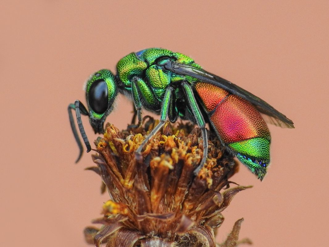 Chrysis chrysoprasina