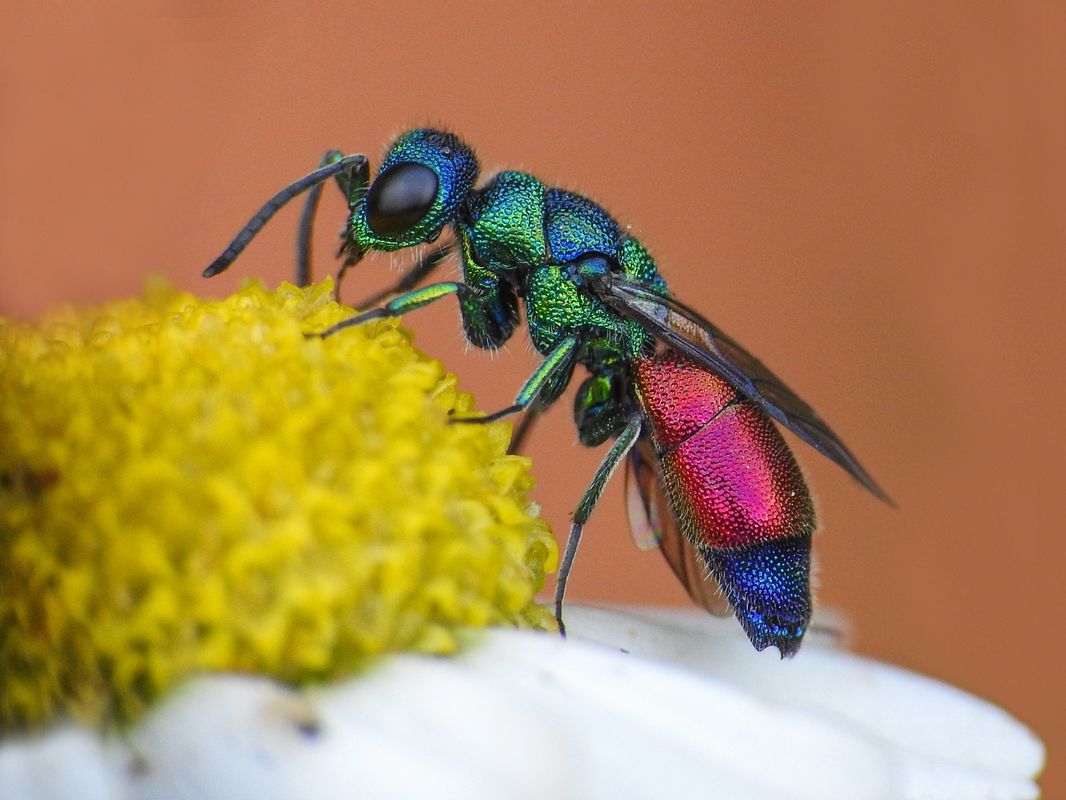 Chrysis rutilans