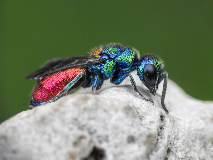 Chrysis scutellaris - aranypajzsú fémdarázs