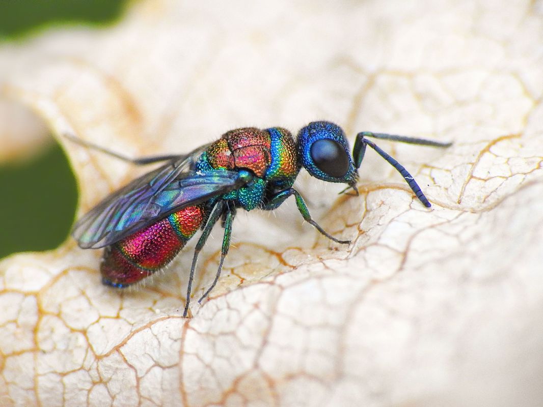 Chrysis leachii