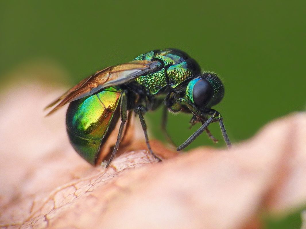 Omalus aeneus