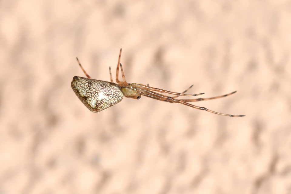 Tetragnatha obtusa