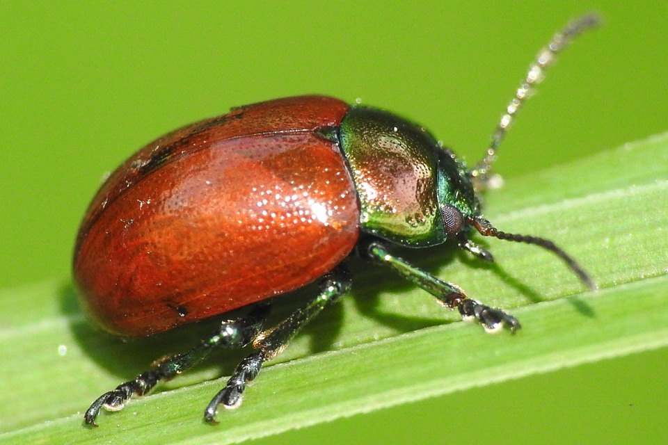 Chrysolina polita - réti mentalevelész Chrysolina polita - réti mentalevelész