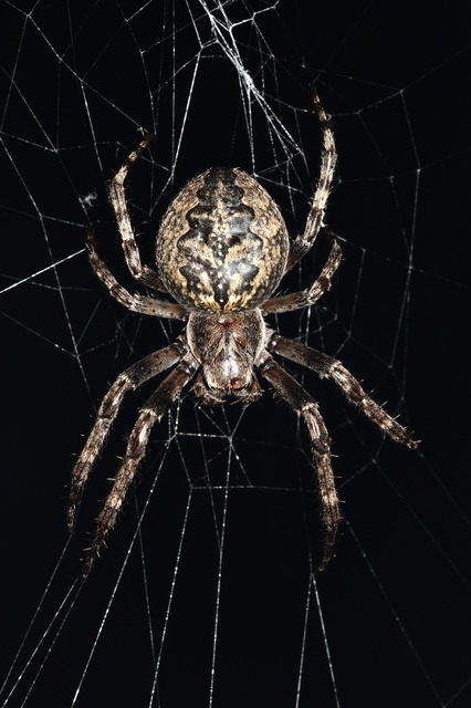 Larinioides ixobolus - ereszalji keresztespók