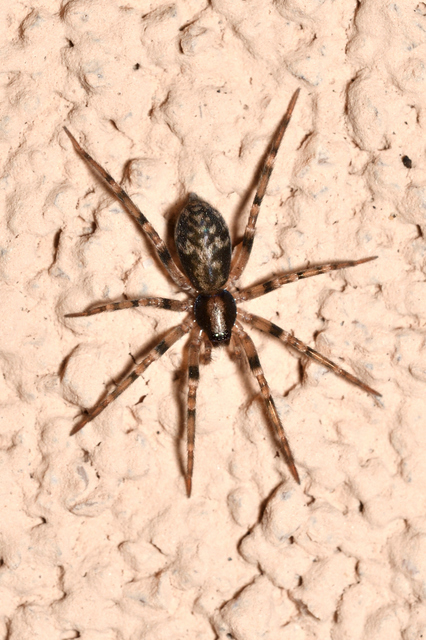 Liocranum rupicola - házaló avarpók