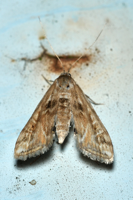 Cataclysta lemnata - békalencsemoly