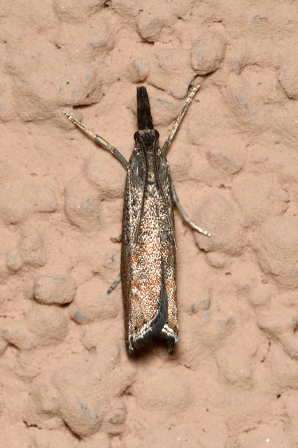 Platytes cerussella - törpe fűgyökérmoly
