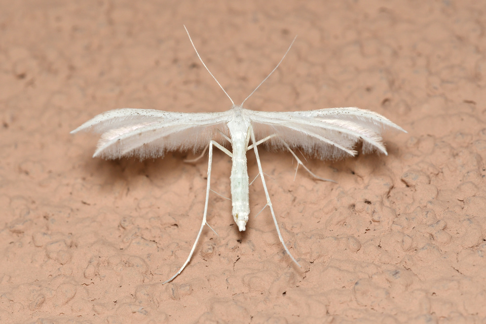 Pterophorus pentadactyla - fehér tollasmoly