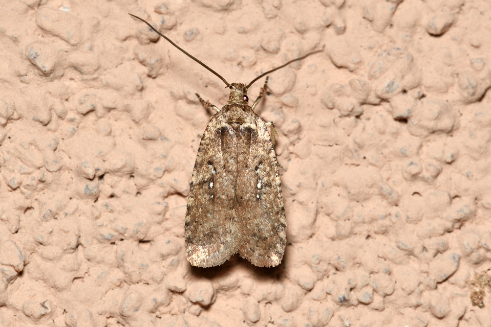Agonopterix heracliana - közönséges laposmoly