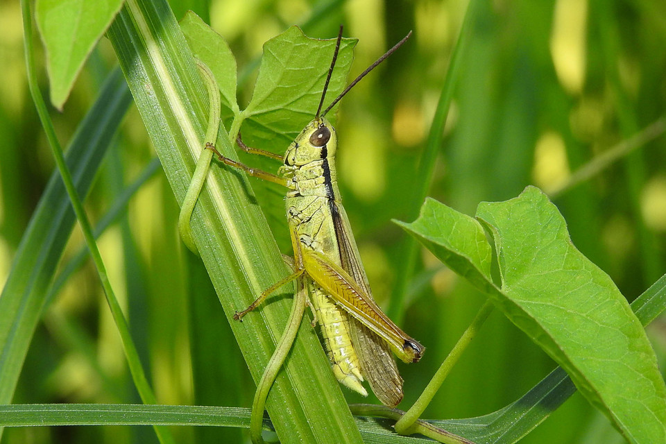 Mecostethus parapleurus - hagymazöld sáska
