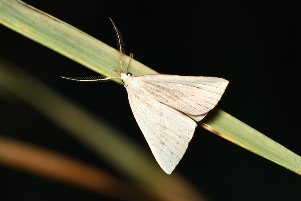 Macrochilo cribrumalis - csontszínű karcsúbagoly